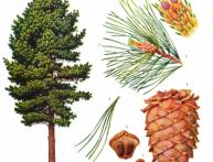 Применение почек сосны 