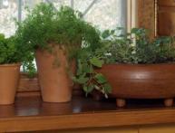 петрушка, укроп, подоконник, зима