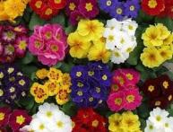primula