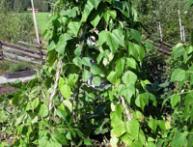 выращивание фасоли