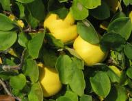 айва японская