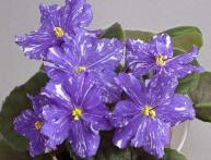 фантазийная фиалка