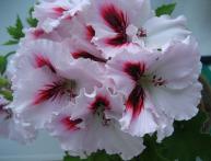 пеларгония