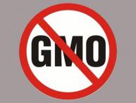 генномодифицированный картофель 1