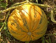 Когда садить тыкву правильно