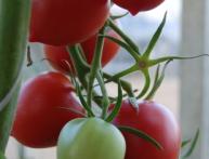 Томат Ракета 2