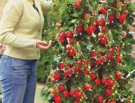 новые сорта земляники