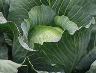 семена капусты белокочанной 