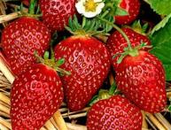 земляника Корона 1