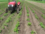 Окучиватель картофеля сэкономит время