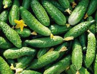 правильно выбираем удобрения для огурцов 3