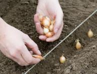 схема посадки лука 