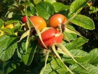 описание шиповника 