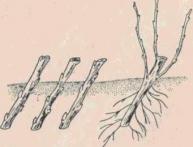 размножение смородины