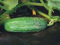 как садить огурцы 