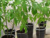 Выращивание рассады томатов на балконе