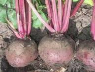 Семена свеклы столовой 