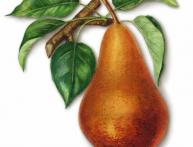 какие есть способы разведения груш 