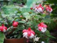 как ухаживать за фуксией 