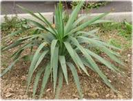 уход за юккой 