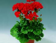 как ухаживать за геранью 