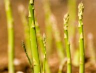 где растет спаржа 