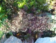 выращивание гейхера из семян 