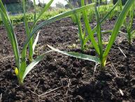 выращивание чеснока и уход 