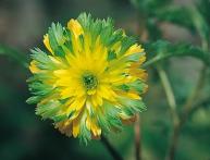 удонис уход