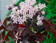 Уход за комнатной кислицей прост