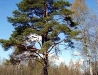 сосна обыкновенная на фото 