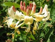 посадка и уход за жимолостью 