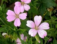 герань садовая