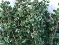 выращивание майорана 