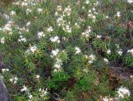 багульник на фото 