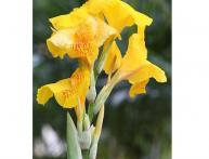 хранить зимой канны 