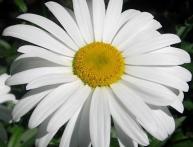 ромашка садовая