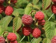 малина обыкновенная