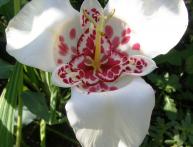 выращивание тигридии: посадка, размножение, полив