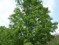 хвойное дерево лиственница 