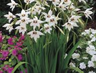 ацидантера