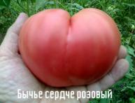 томат Бычье сердце