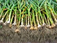 Технология выращивания чеснока 