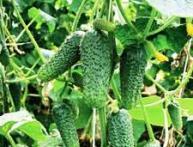 прищипывание огурцов