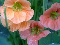 Капуцины на фото 