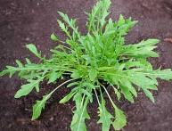 Семена руколы 