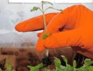 Как пикировать помидоры без вреда для рассады