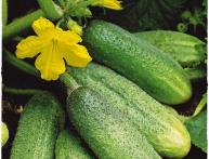 как правильно выращивать огурцы