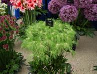  Как выращивать декоративный лук 