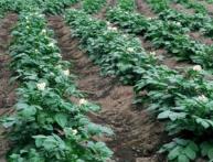 Каким бывает приспособление для посадки картофеля